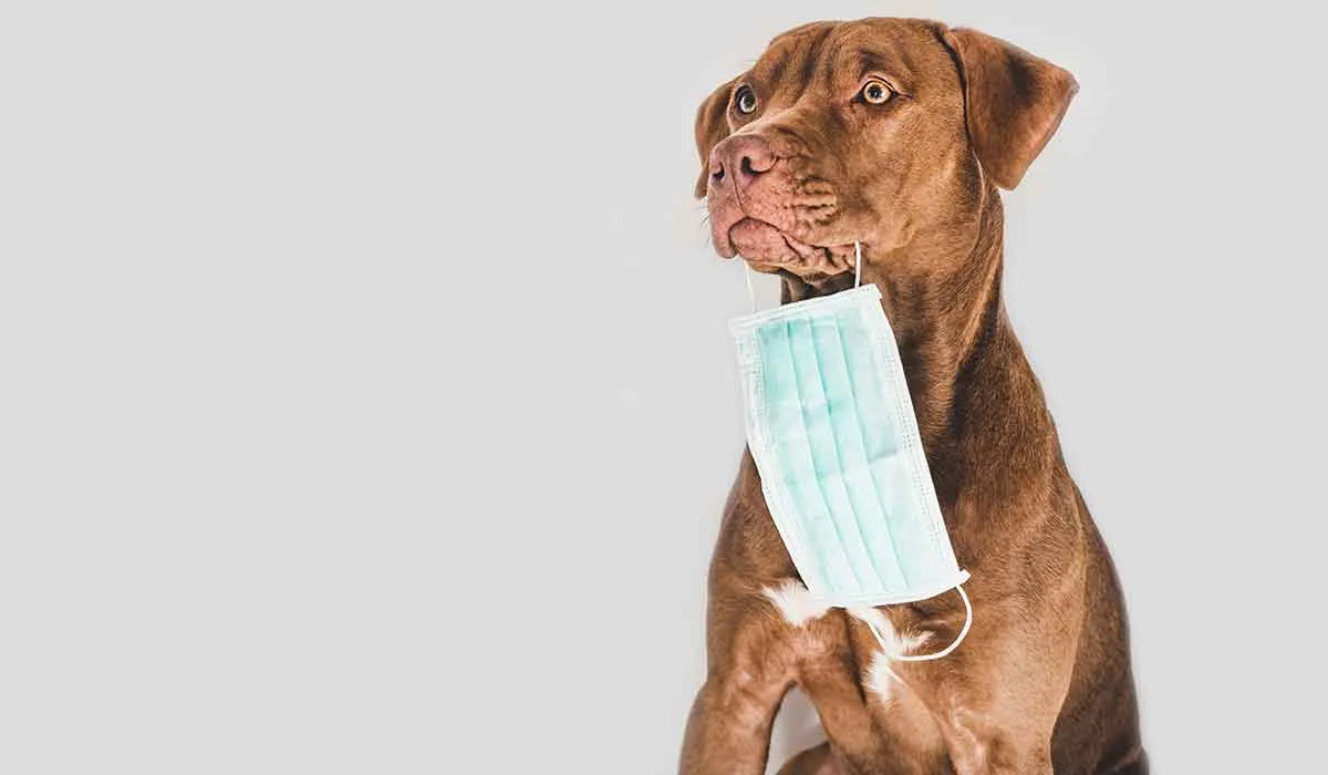 un perro podría detectar si tienes covid