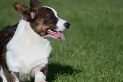 Cardigan Welsh Corgi