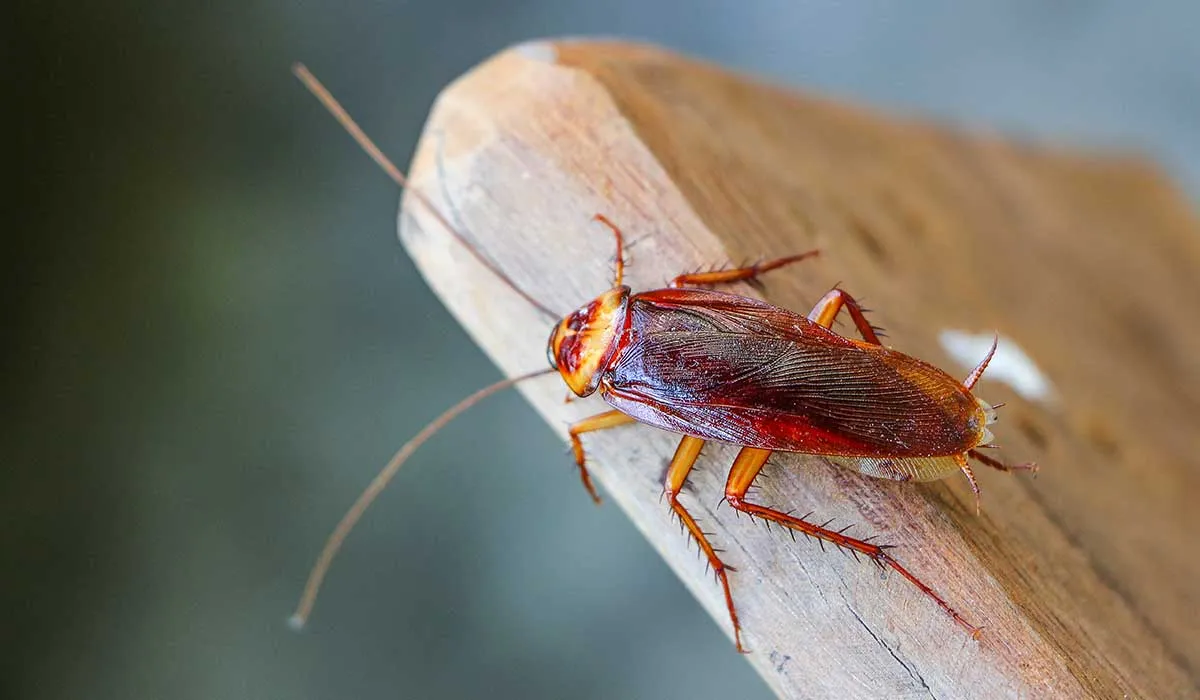 ahuyenta cucarachas y más insectos con citronela