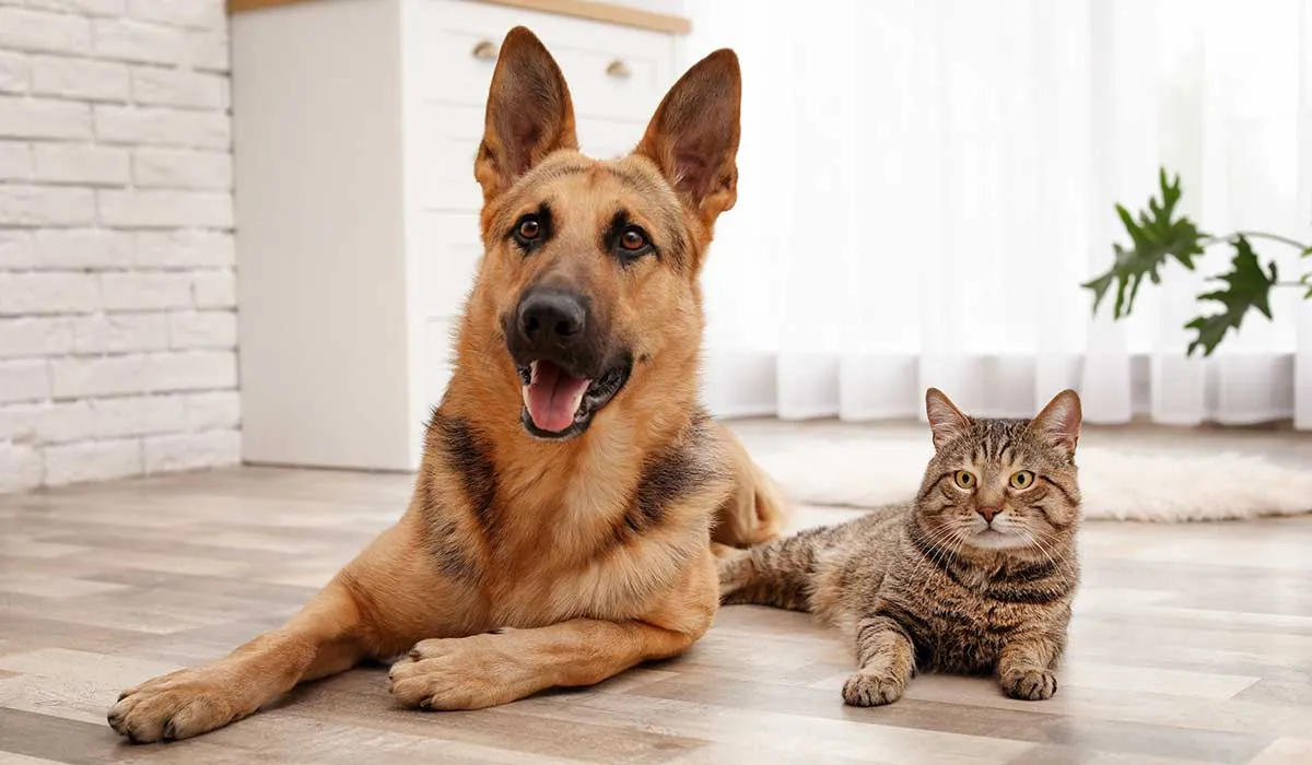 consejos para controlar los desperfectos de las mascotas
