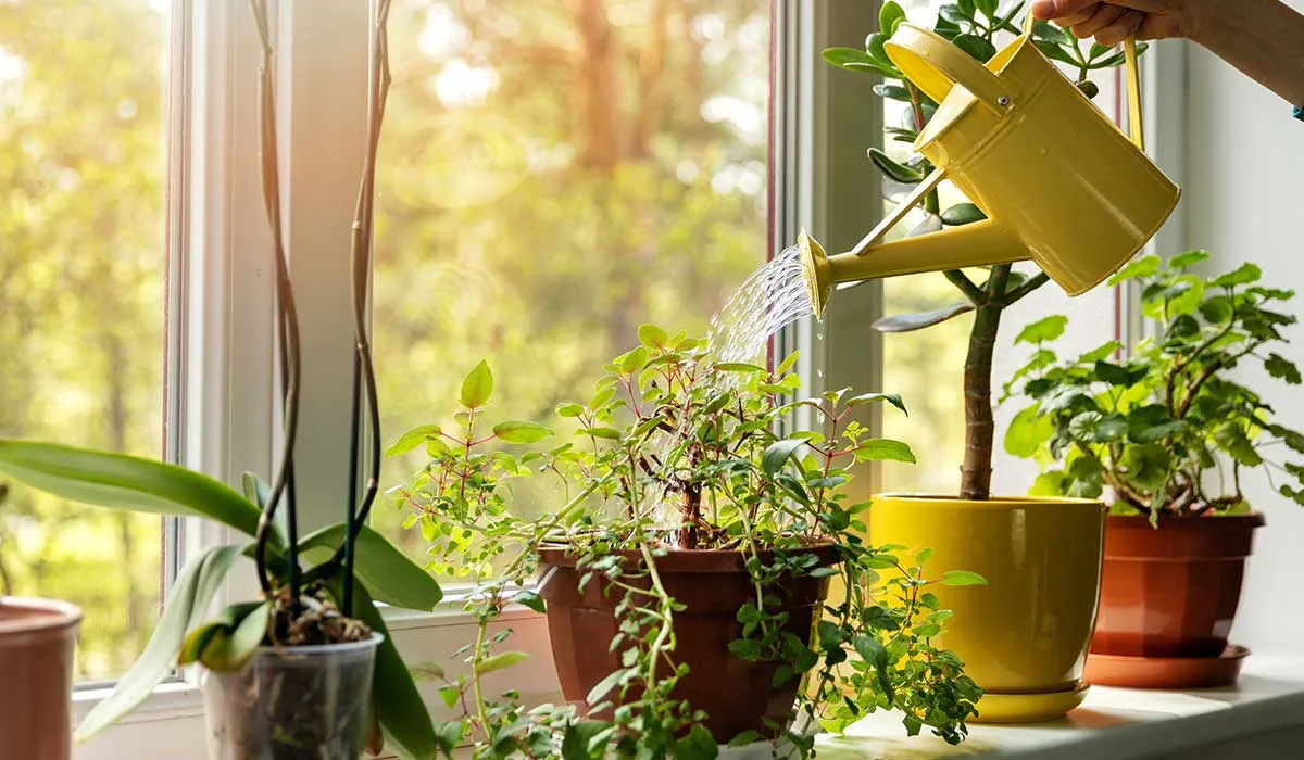 la mejor hora para regar tus plantas
