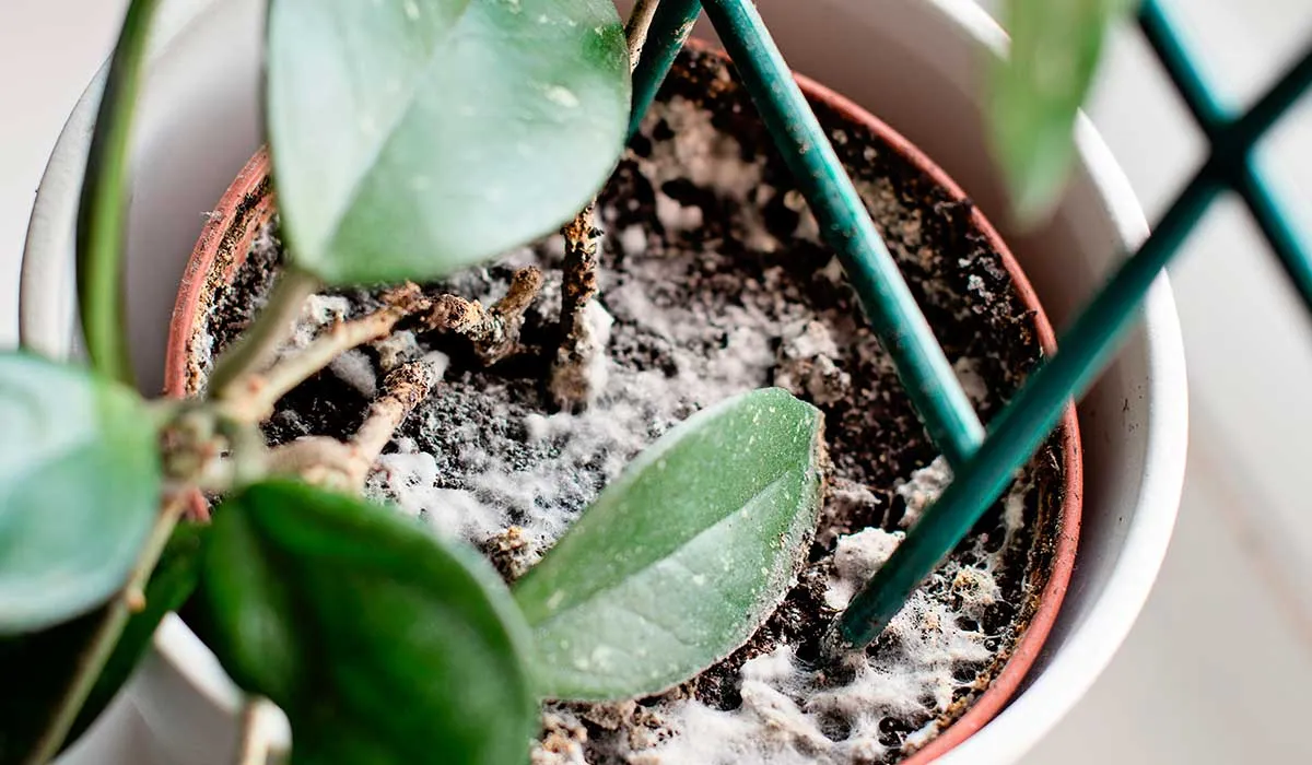 moho en la tierra de tu planta y cómo evitarlo