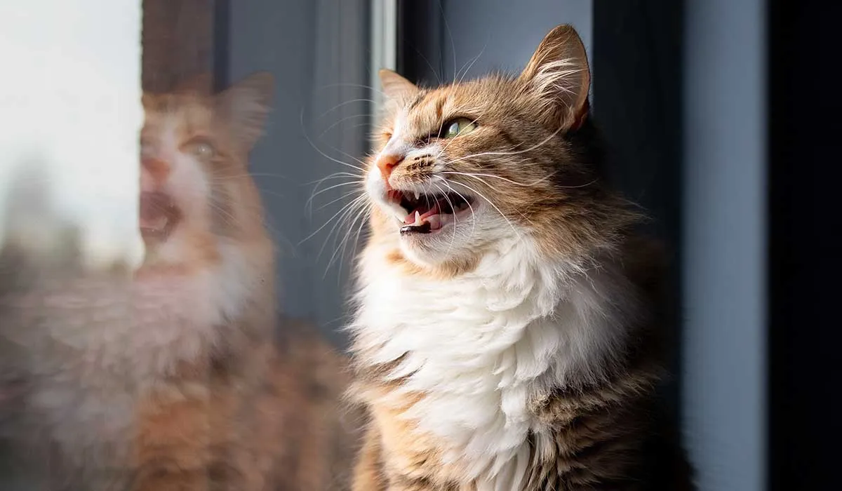 por esto los gatos hacen como pájaro