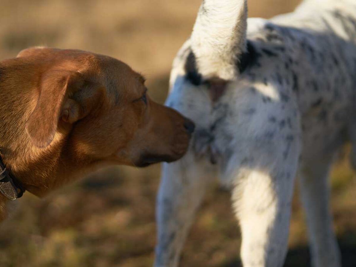 Por esto tu perro huele el trasero de otros perros