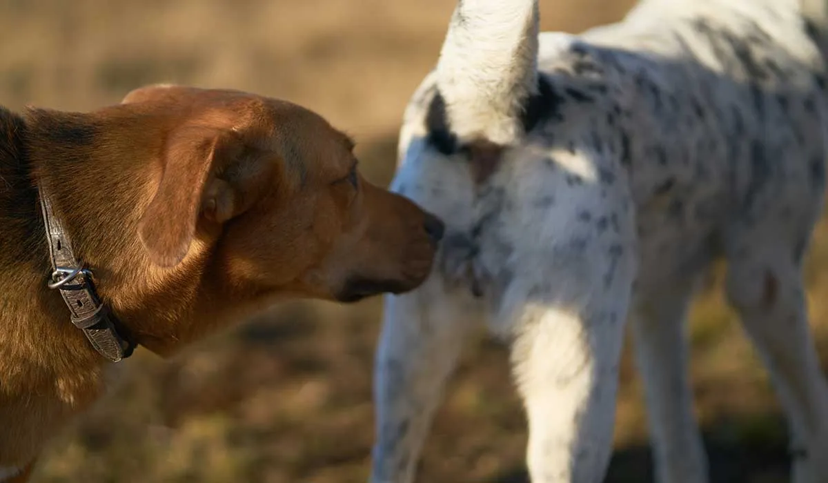 por qué los perros se huelen la cola