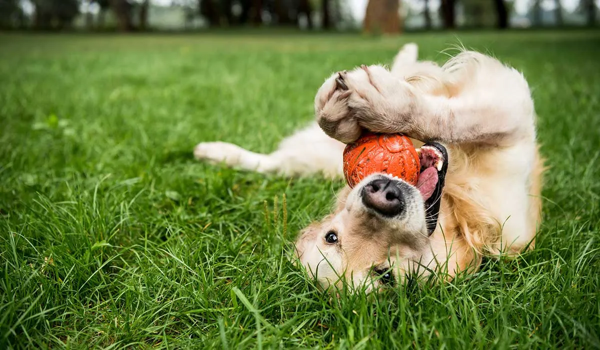 por qué tu perro hace esto