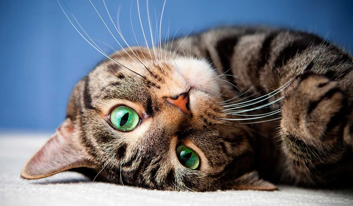 qué significan estos comportamientos de los gatos