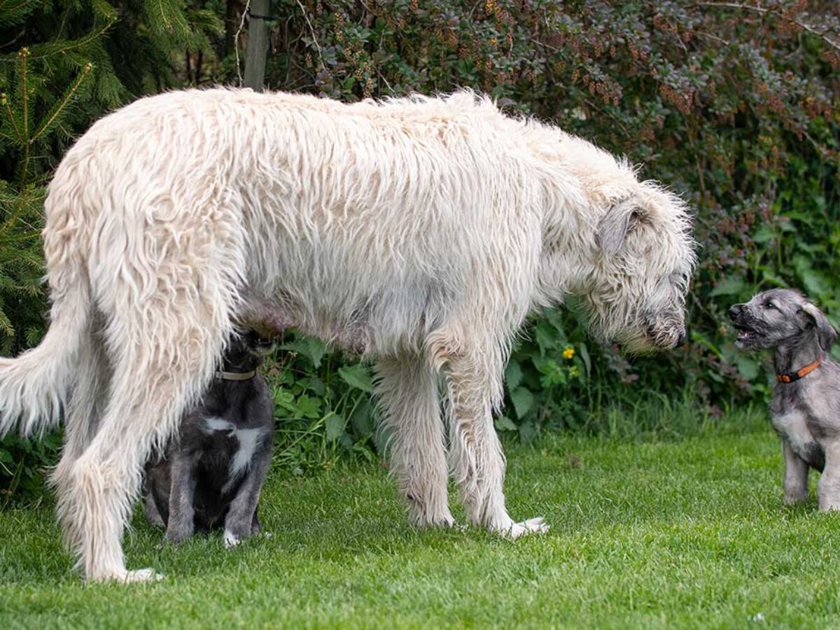 son perezosos los cachorros de otterhound