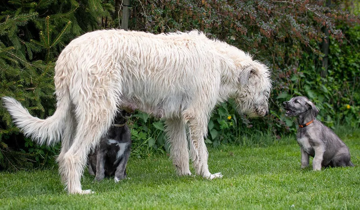 razas de perros grandes