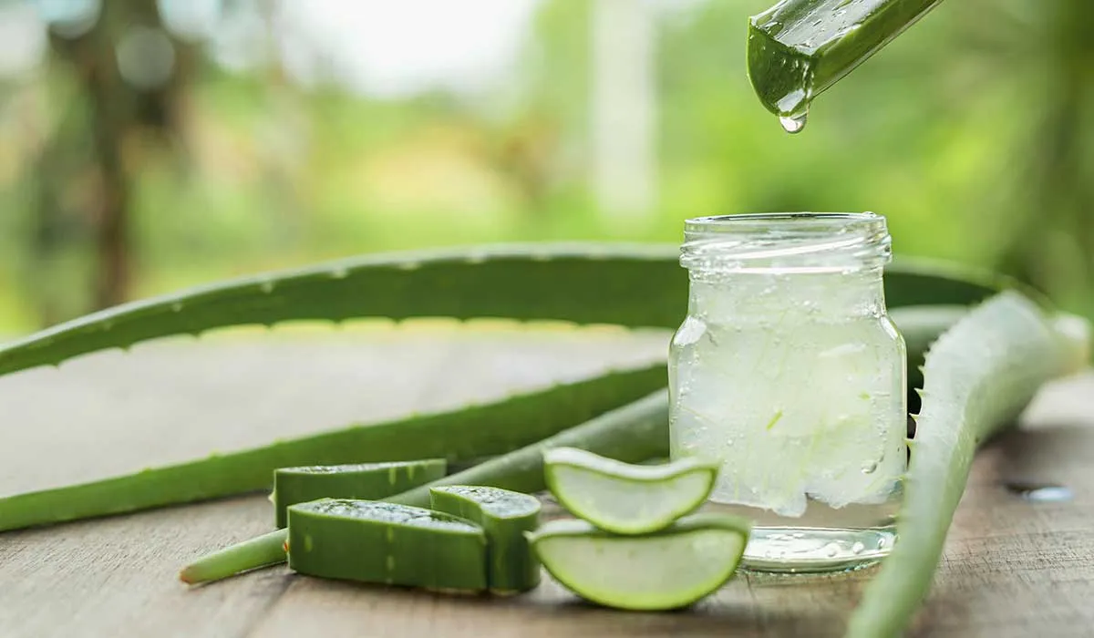 usos del aloe vera para ti