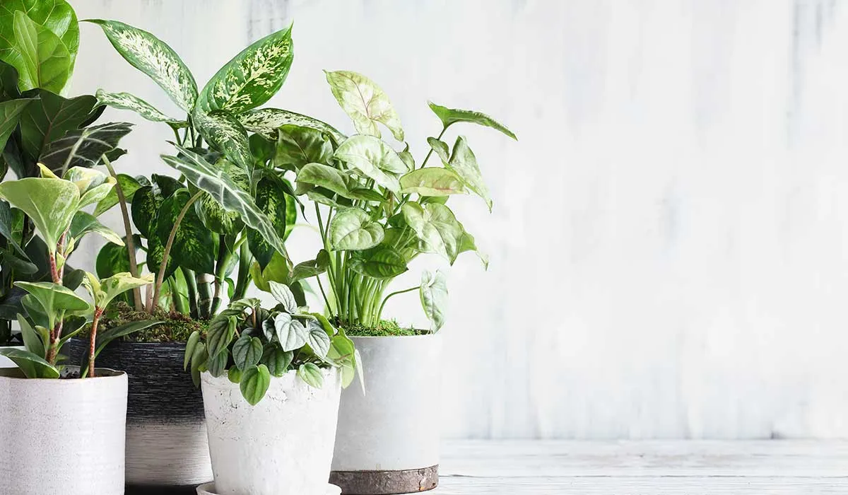 tus plantas te quieren decir esto