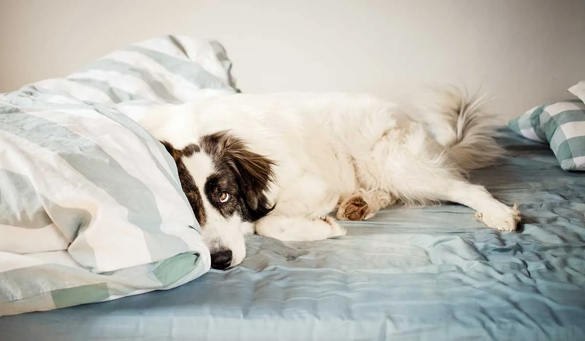 ventajas y desventajas de dormir con tu perro en la cama