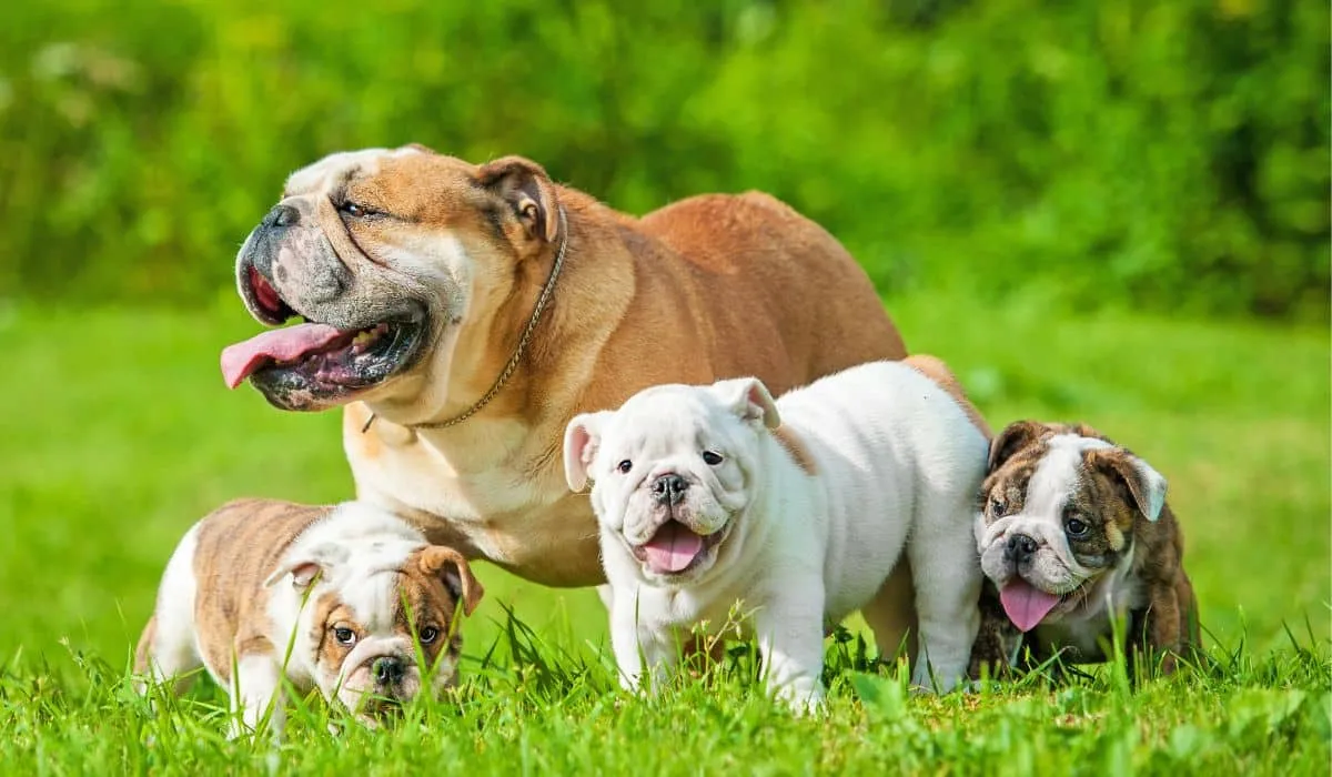 bulldog inglés