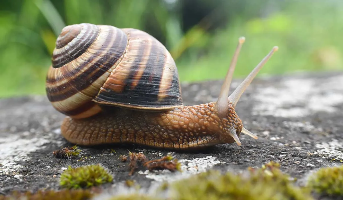 animales pequeños que son vitales en el mundo