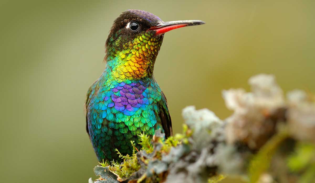 curiosidades sobre el colibrí