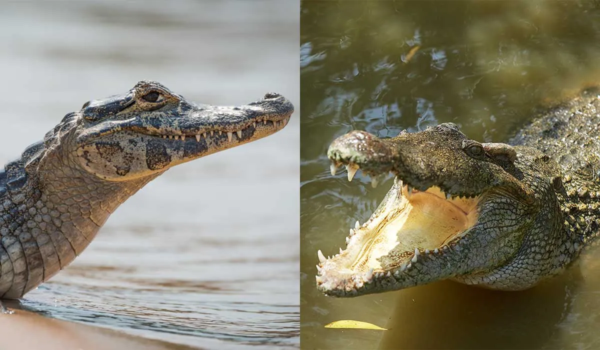diferencias entre animales que son muy similares