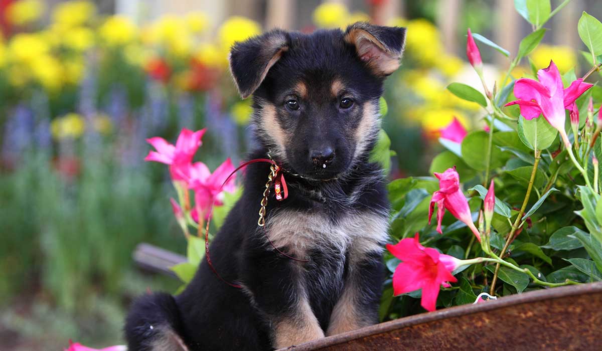 evita que los perros se acerquen a las flores de tu jardín