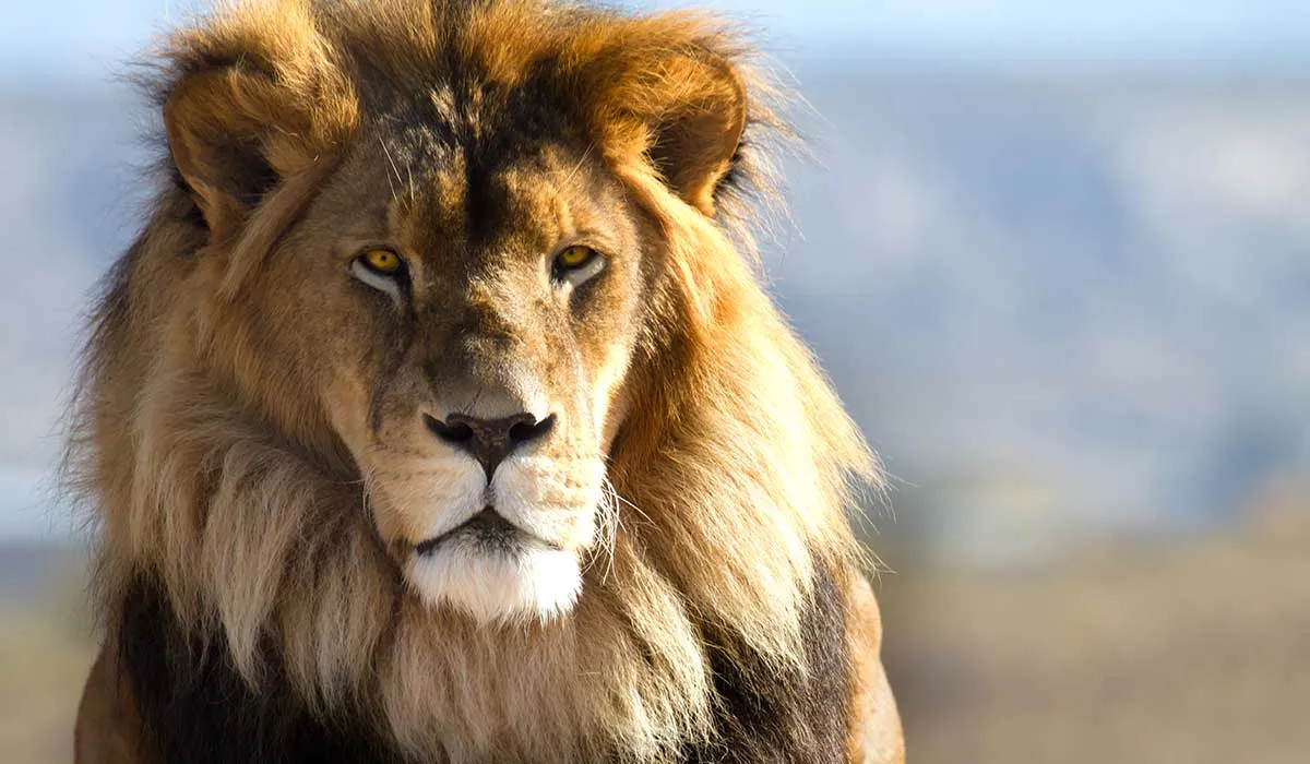 hechos falsos e incorrectos que creemos sobre los animales