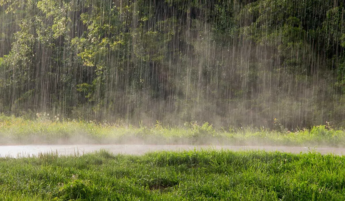 la lluvia y algunos datos raros