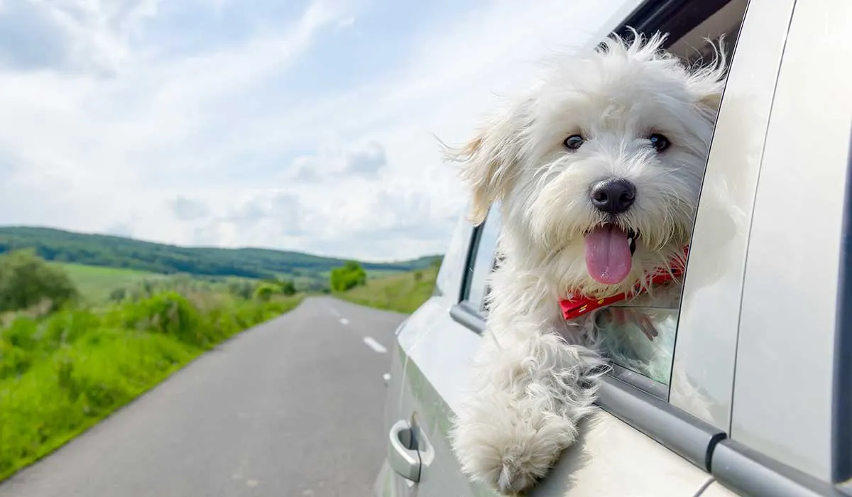 Las mejores 10 razas de perros para dueños primerizos