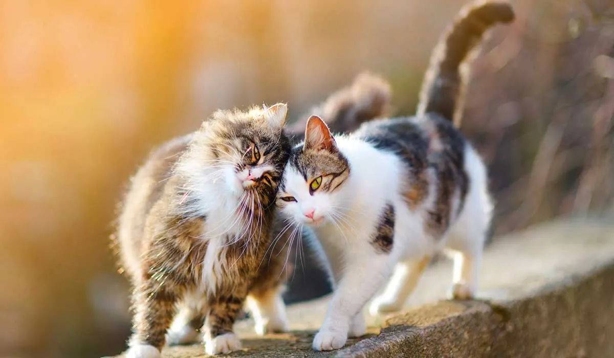 por esto mueven las colas los gatos