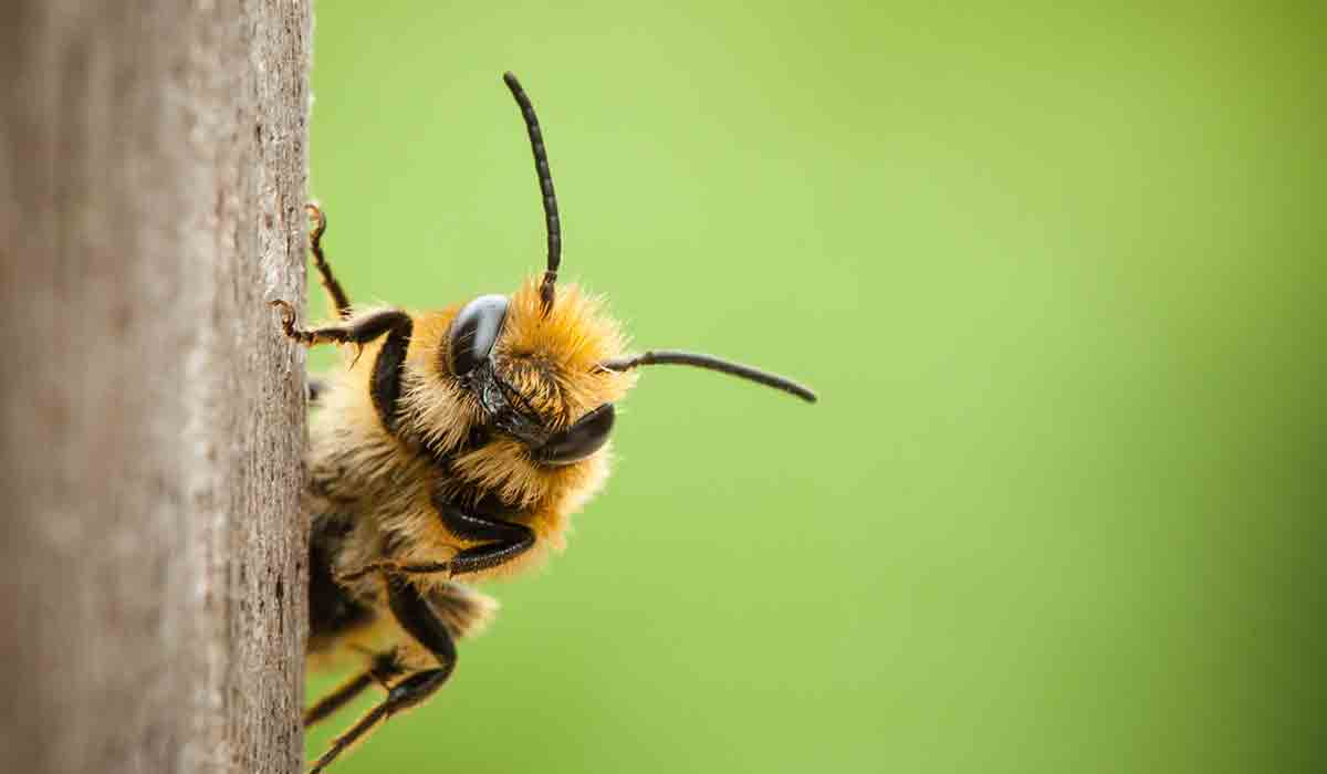 puedes ayudar a que las abejas sobrevivan