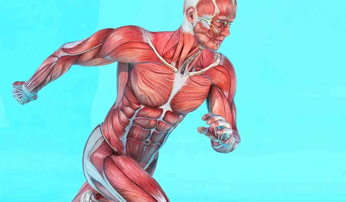 qué es la masa muscular y para qué sirve