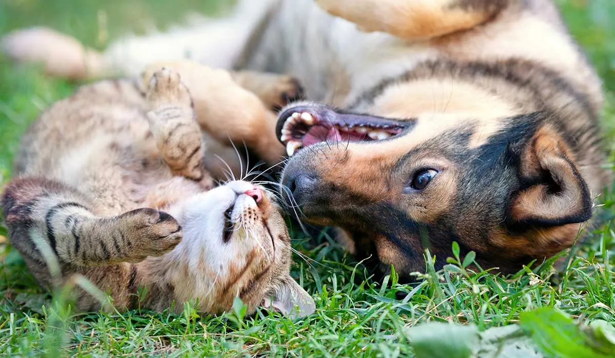 soluciones para alejar a perros y gatos de tu jardín