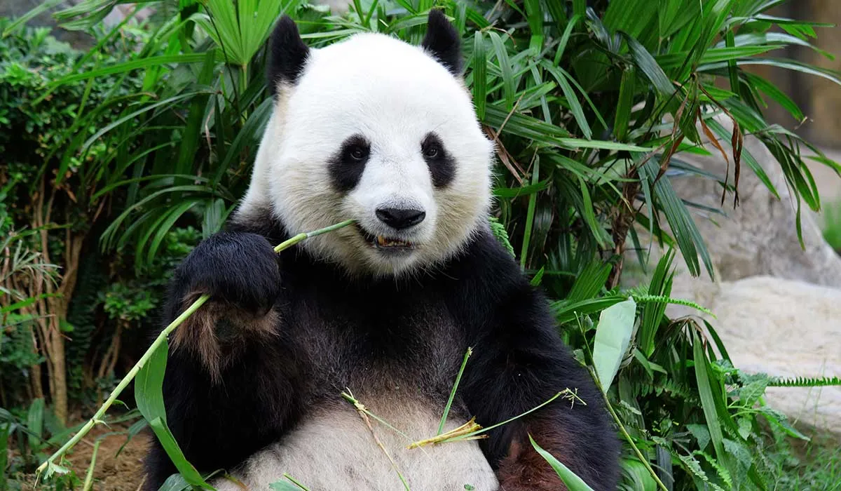 animales que parecen inofensivos y son mortales