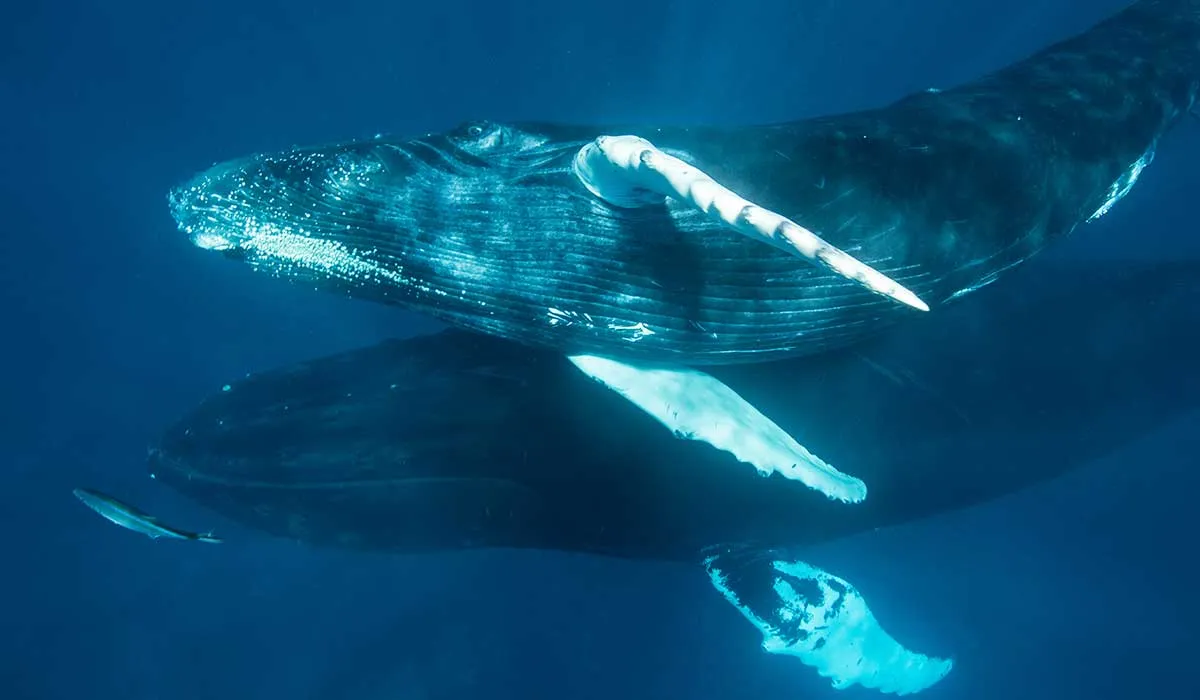 animales que resolvieron grandes misterios
