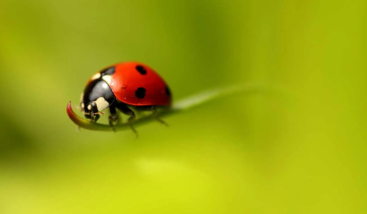 animales que son adorables y aterradores