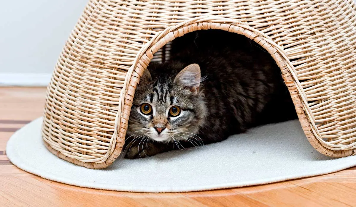 comportamientos que pueden indicar que tu gato está enfermo
