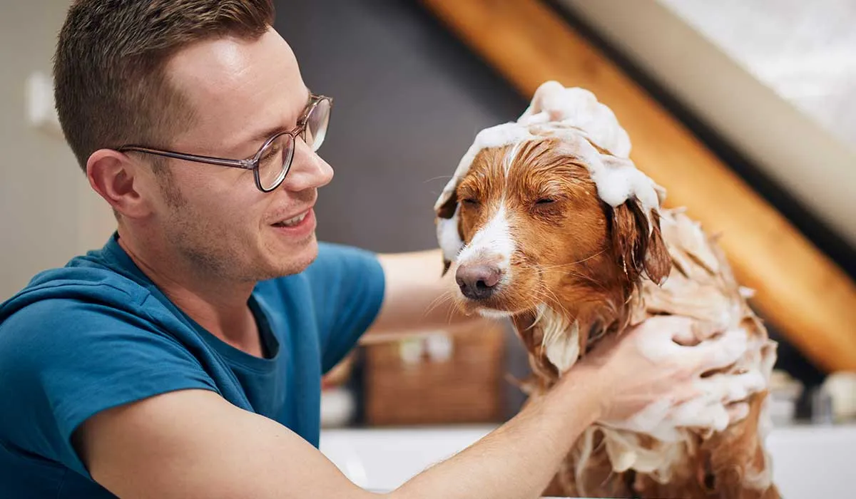 enfermedades que hacen que un perro huela mal