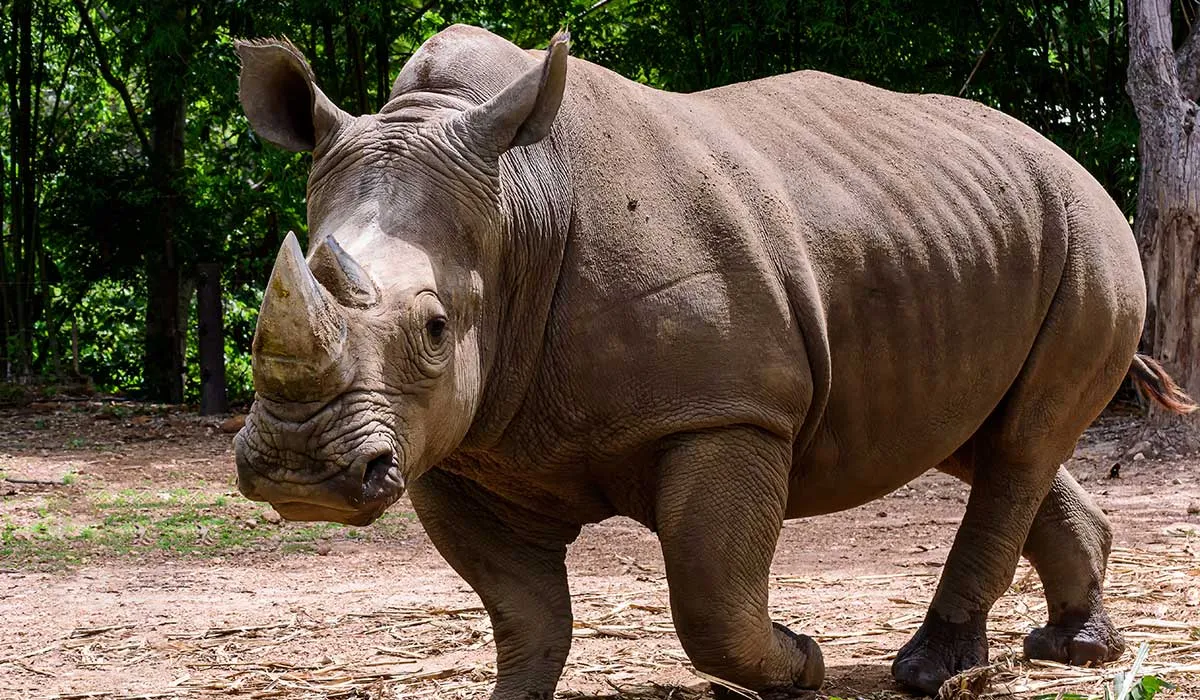 estos animales podrían desaparecer en los próximos años