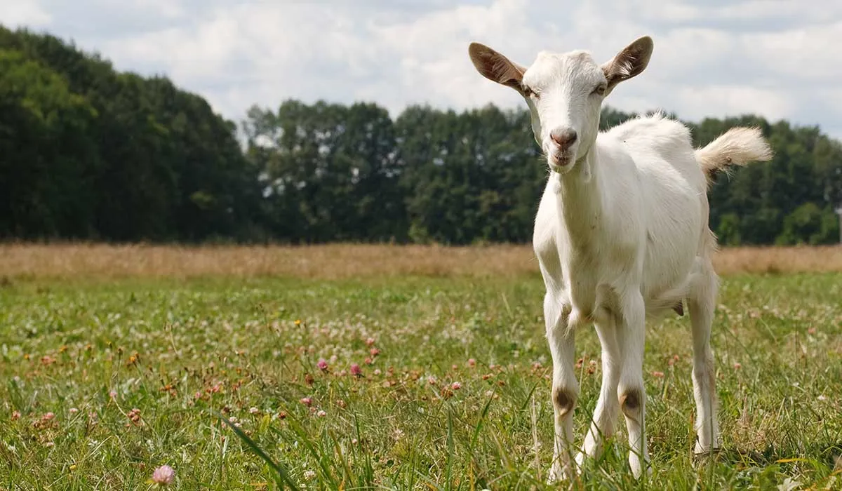 los animales sienten como los humanos