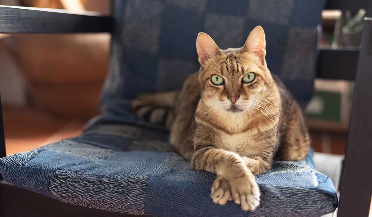 los gatos ahora se consideran una especia invasora