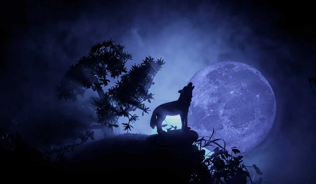 por qué los lobos aúllan a la luna