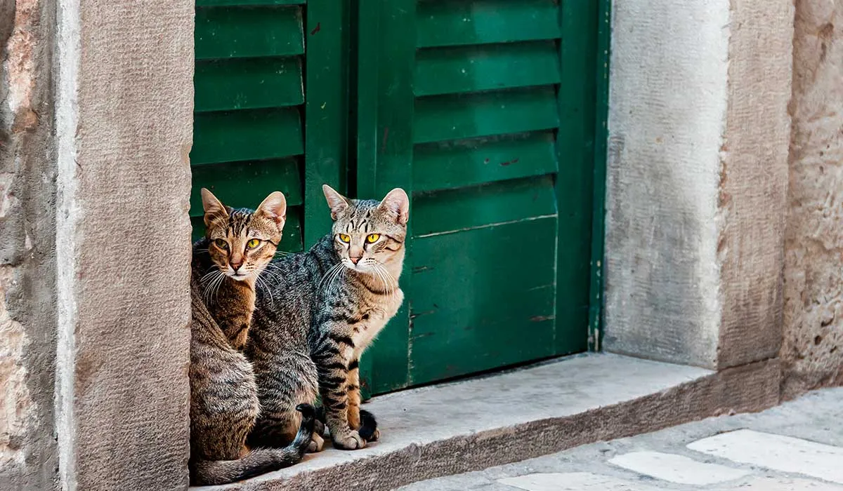 que son los gatos ferales