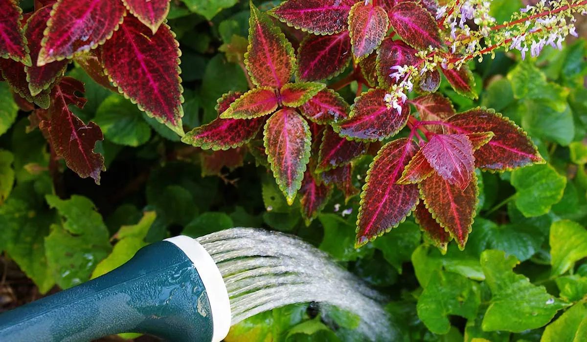 tips para crear un jardín en tu casa