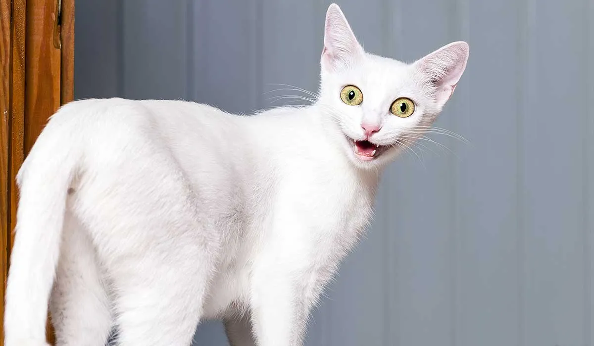 tu gato se puede molestar por esto