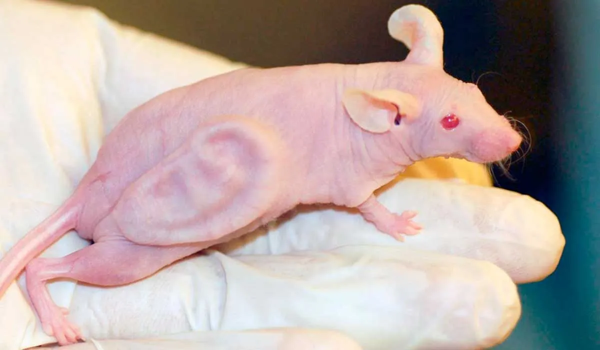 cientificos hacen experimentos extraños en animales