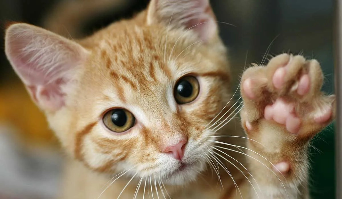 muestra de amor de los gatos