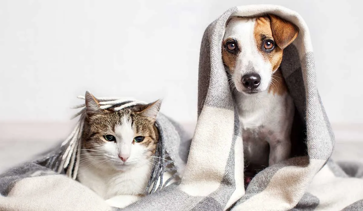 alternativas para eliminar los olores de tu mascota de tu casa