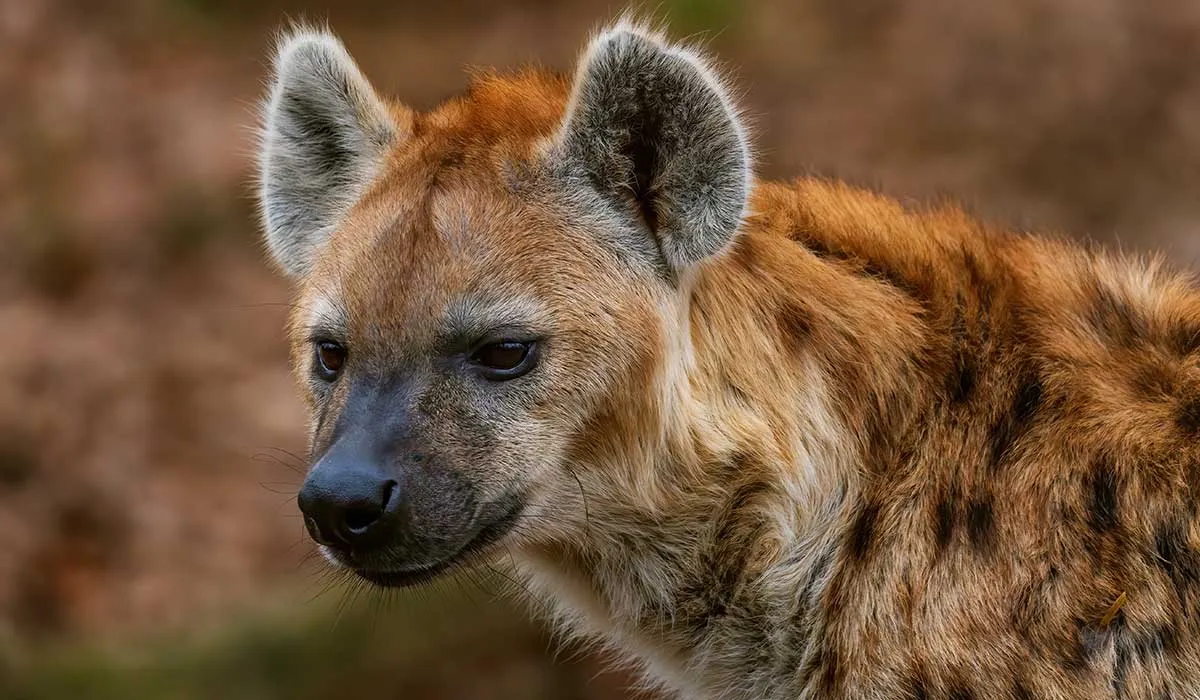 animales con poderes como los de los superhéroes