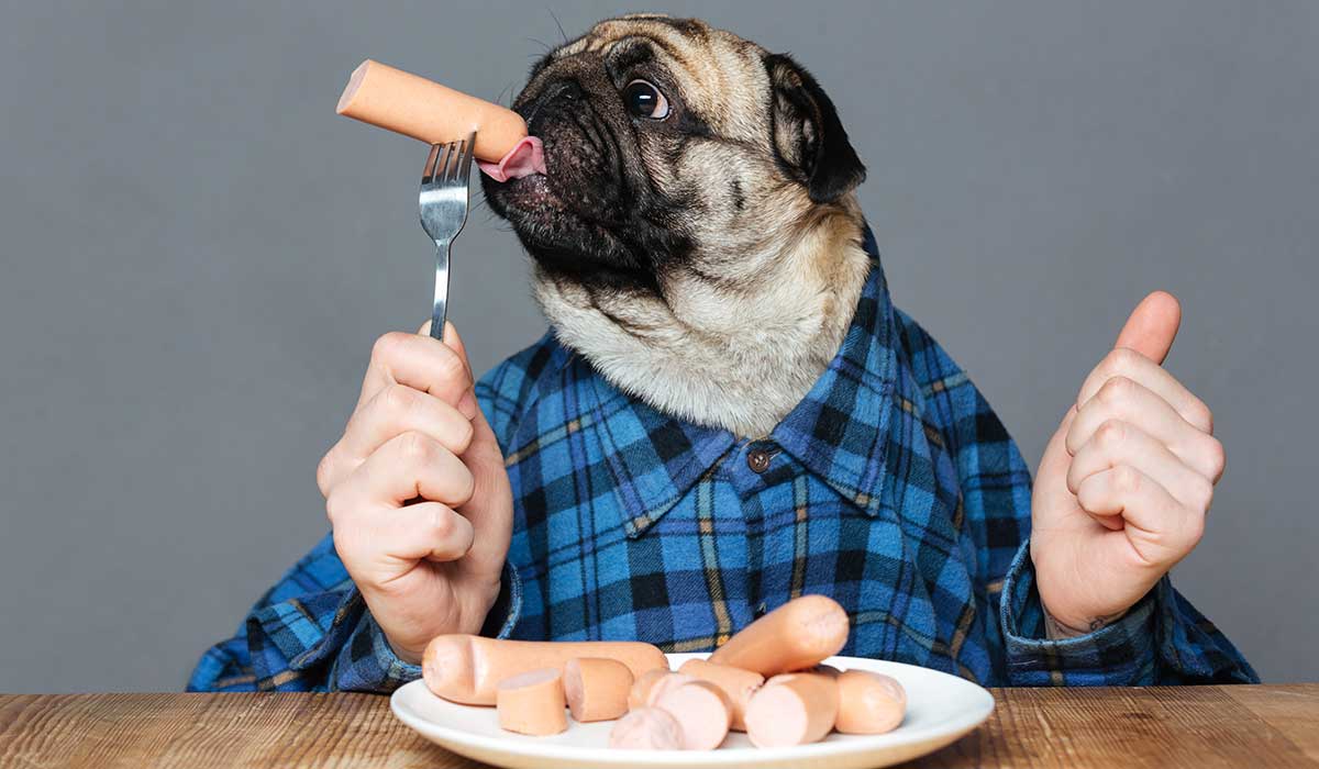 ¿es bueno que los perros coman salchicha?