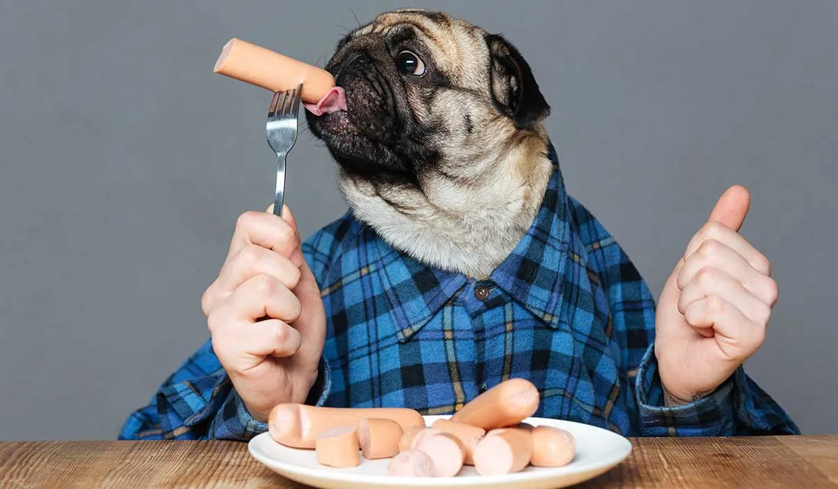 ¿es bueno que los perros coman salchicha?