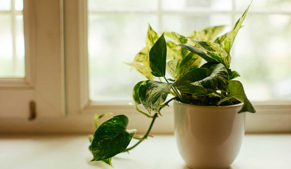 plantas que te ayudan con tu salud mental