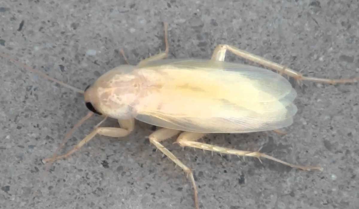 que hacer si ves una cucaracha blanca en tu casa