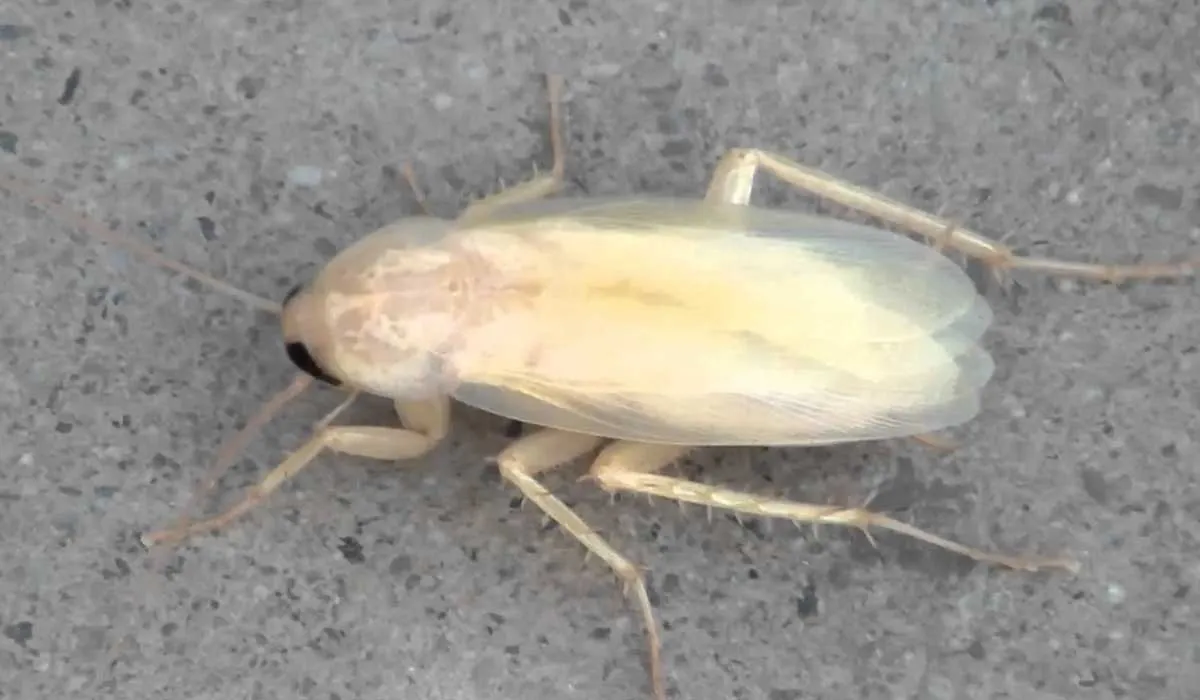 que hacer si ves una cucaracha blanca en tu casa