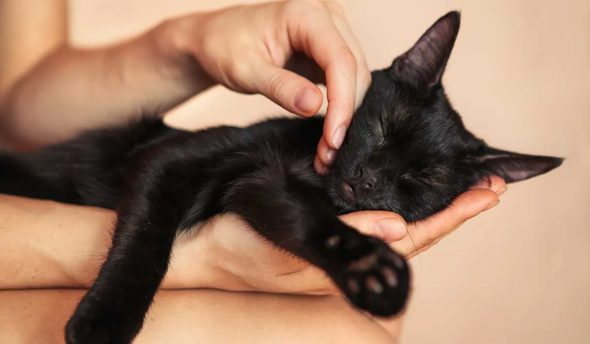 señales de que tu gato es realmente feliz